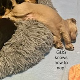 Dachshund Puppies from GretaLo Dachshunds