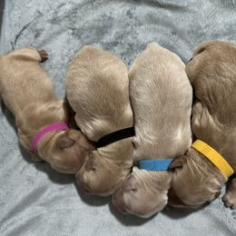 Golden Retriever Puppies from Golden Retrievers of South Carolina