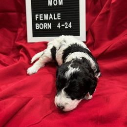 Labradoodle Puppies from Decatur Doodles