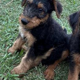Purple - Black and tan female Airedale Terrier puppy in Anderson, California from Airedales of Myriad Ranch