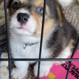 Pembroke Welsh Corgi Puppies from Kilgore’s Puppies of Greers Ferry Lake