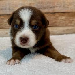Violet - Red tri female Miniature Australian Shepherd puppy in Midway, Texas from L Bar W Aussie Ranch