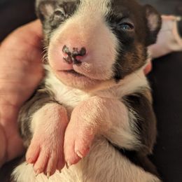 Bull Terrier Puppies from Bulls On Parade