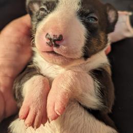 Bull Terrier Puppies from Bulls On Parade