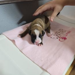 Girl 5 Pink - Boxer puppy from Seufzer's Boxers