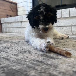 Poodle Puppies from Foxtrot Farm Poodles