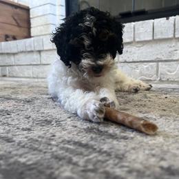 Poodle Puppies from Foxtrot Farm Poodles