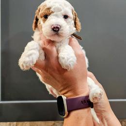 Bubbles - Parti male Goldendoodle puppy in Forest, Ohio from Mini Doodle Buddies