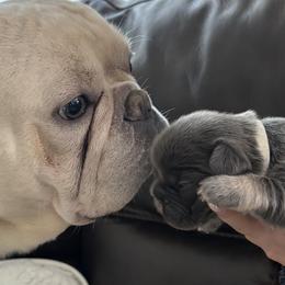 French Bulldogs from Famiglia Frenchies