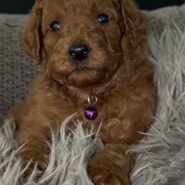 Female 2 - Red  female Poodle puppy in Jurupa Valley, California from gucci_bentleys_goldendoodles