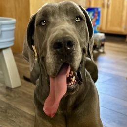 English Springer Spaniels and Great Danes from Balthrop Bend Farms