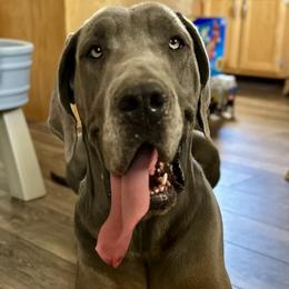 English Springer Spaniels and Great Danes from Balthrop Bend Farms