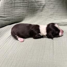 Sarah - Piebald female Dachshund puppy in Athens, Alabama from 4 Moore Ranch