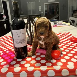 Aussiedoodle Puppies from Our Puppy World - the 3Js