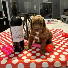 Aussiedoodle Puppies from Our Puppy World - the 3Js