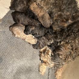 Bouvie boy - Black and gray male Bouvier des Flandres puppy in Bethlehem, Connecticut from Bouviers Gate House