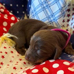 Orchid- hot pink collar - Red female Dachshund puppy in Delta, Utah from Dix n’ Dot Dachshunds