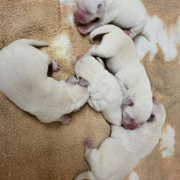 Sid - Yellow male Labrador Retriever puppy in Middleburg, Pennsylvania from Countrylanes labs