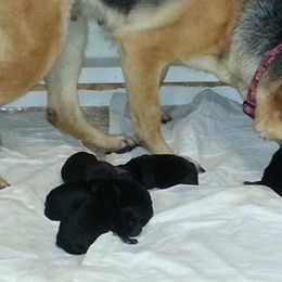 German Shepherd Puppies from New Windsor German shepherds
