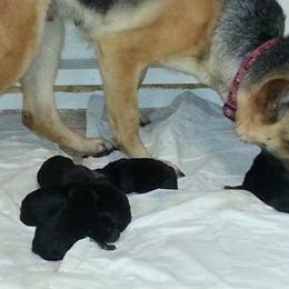 German Shepherd Puppies from New Windsor German shepherds