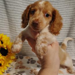 Lilo - Piebald female Dachshund puppy in Hudson, Michigan from Mittentail Kennel Miniature Dachshunds & Australian Shepherds