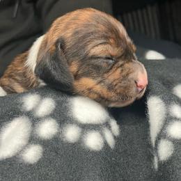 Purple - Piebald female Dachshund puppy in Saint Albans, Maine from Australian Cattle Cuties and littles