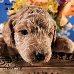 Peter - Red male Labradoodle puppy in Peyton, Colorado from Grace N Faith Doodles