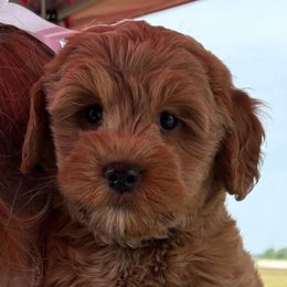 Jack- Dark Green Boy - Apricot male Australian Labradoodle puppy in Sheridan, In, Indiana from Colonial Village Labradoodles