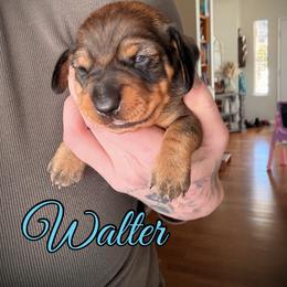Dachshund Puppies from Drift & Dash Dachshunds