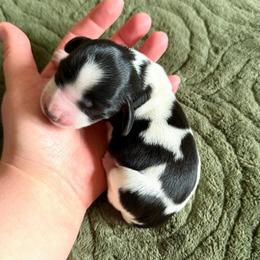 AKC Black Piebald - Piebald female Dachshund puppy in Colville, Washington from G&B Iron Mountain Dachshunds
