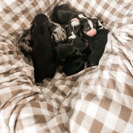 Companion Cross Puppies from The Darling Pup