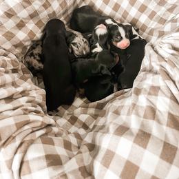 Companion Cross Puppies from The Darling Pup