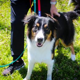 English Shepherd All Grown Up from Town & Country English Shepherds