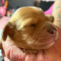 Boy 2 - Red male Dachshund puppy in Palm Coast, Florida from Michelle’s Mini Dachshunds