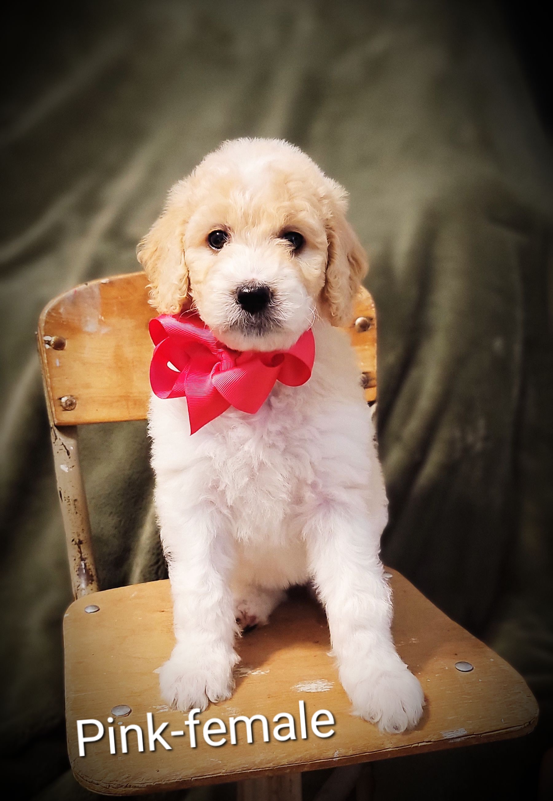 Goldendoodle Puppies from Barkley Lane Doodles