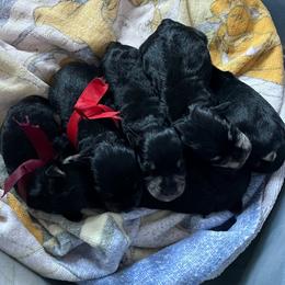 Rey - Black and silver female Miniature Schnauzer puppy in Akron, Ohio from Green Family Companion Kennel, LLC