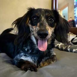 Remi - Dachshund