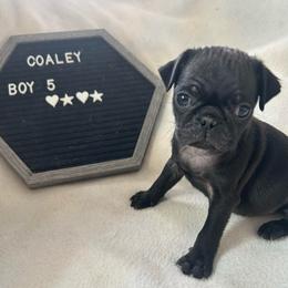 Boy 5 - Black male Pug puppy in Norborne, Missouri from Pug Palace
