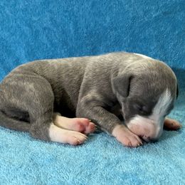 Impala - Blue brindle female Whippet puppy in Gentry, Arkansas from Mardel Robeson of Mulberry Hollow Whippets