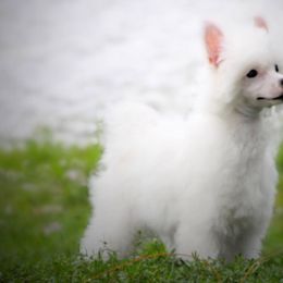 Chinese Cresteds from Sandra Francis' Chinese Crested