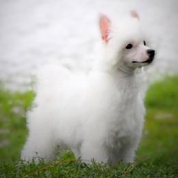 Chinese Cresteds from Sandra Francis' Chinese Crested