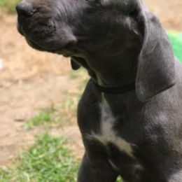 Great Dane Puppies from Sterling Danes