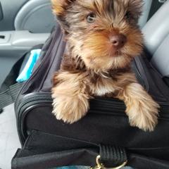 Yorkshire Terrier Puppies from Mine and Yorkies