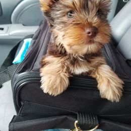 Yorkshire Terrier Puppies from Mine and Yorkies