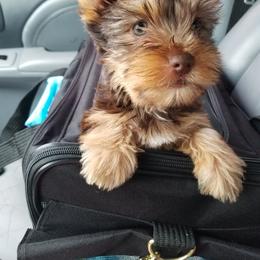 Yorkshire Terrier Puppies from Mine and Yorkies