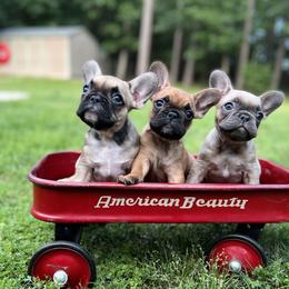 French Bulldog Puppies from The Frenchie Farm