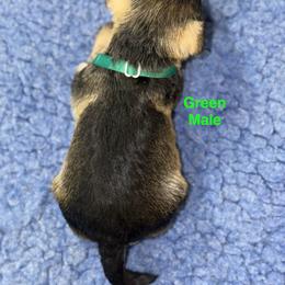 Green Male - Salt and pepper male Miniature Schnauzer puppy in Springdale, Arkansas from Rc Kennels