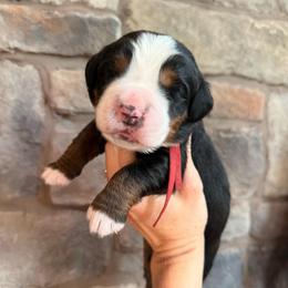 Jessie - Tri-color female Bernese Mountain Dog puppy in Fort Meade, Florida from Baldwin Dood Ranch