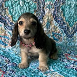 Harmony - Cream female Dachshund puppy in Lincoln, Arkansas from Red Dirt Dachshunds