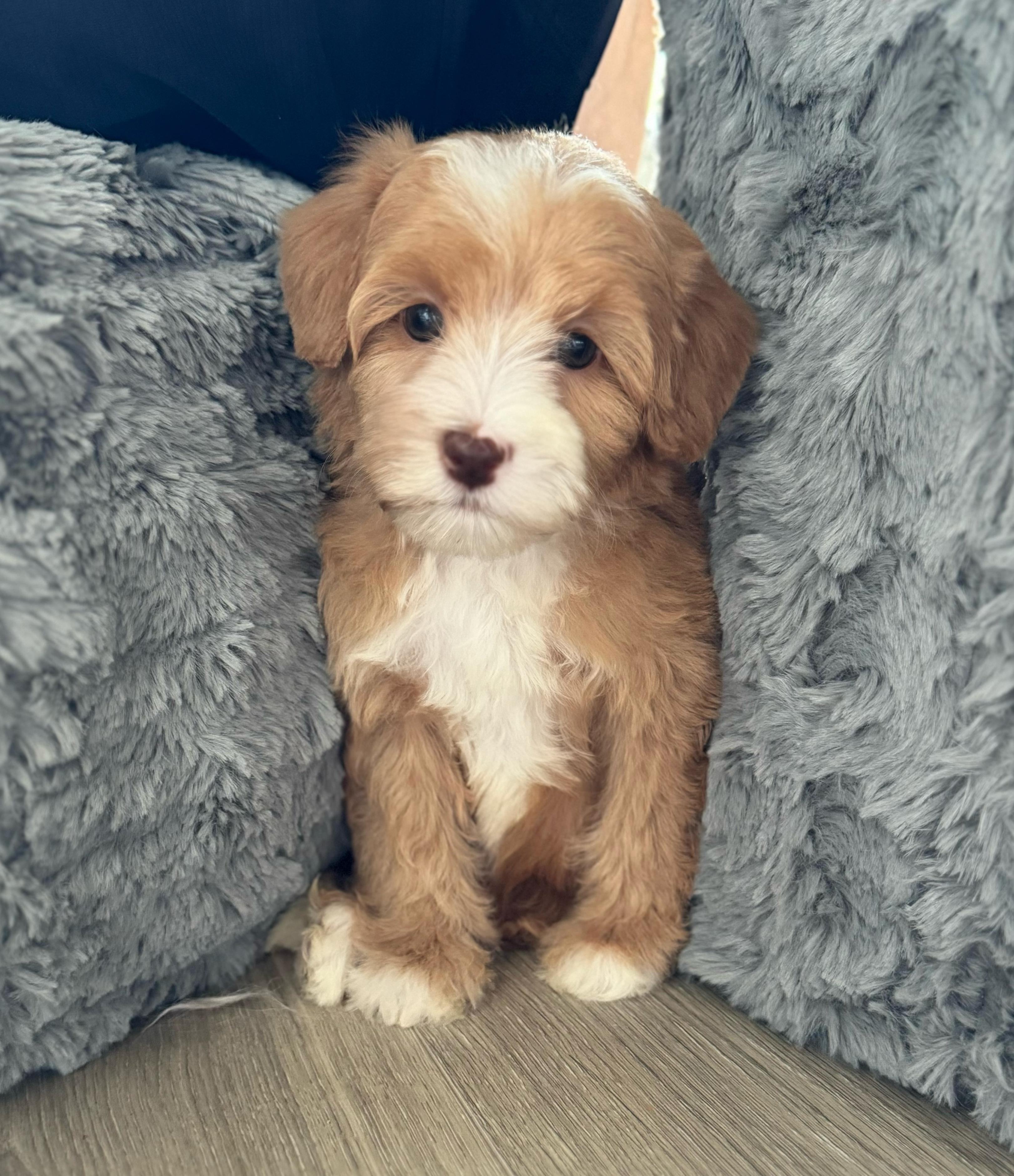 SF Australian Labradoodles in Tennessee | Australian Labradoodle